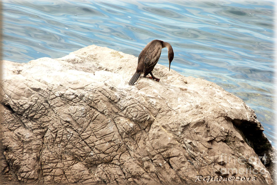 Solitary Cormorant - photography by Giada Rossi Photograph by Giada Rossi