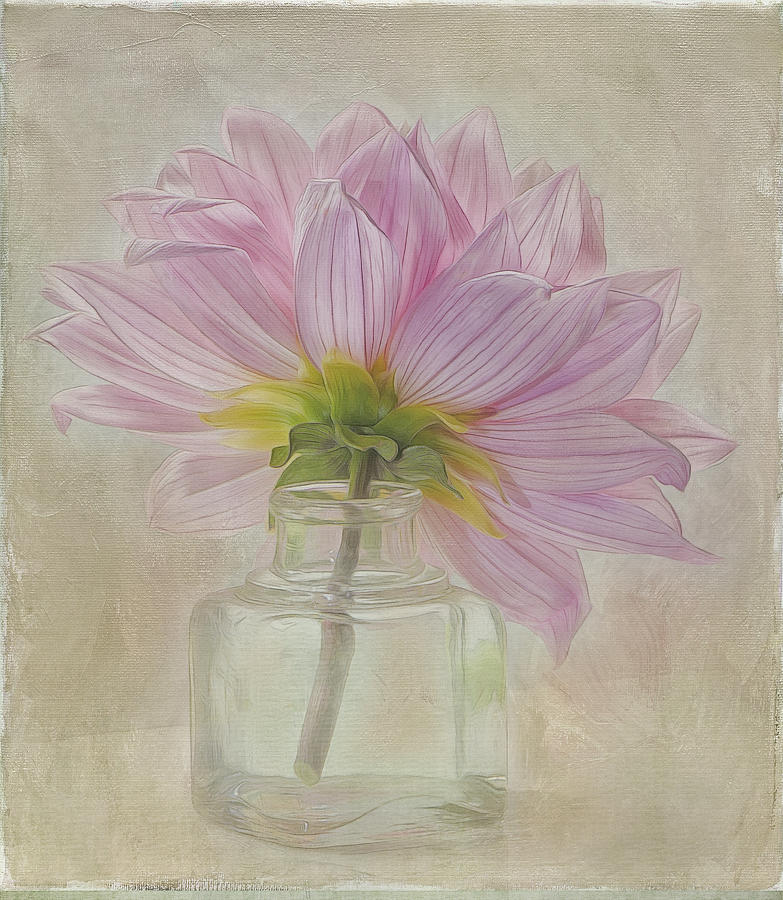 Solitary Dahlia Photograph by Linda Szabo - Fine Art America