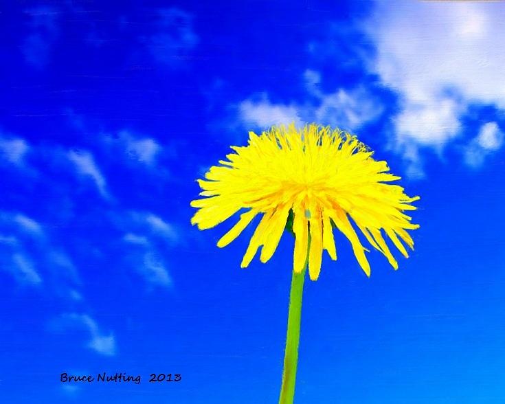 Solitary Dandelion Painting by Bruce Nutting