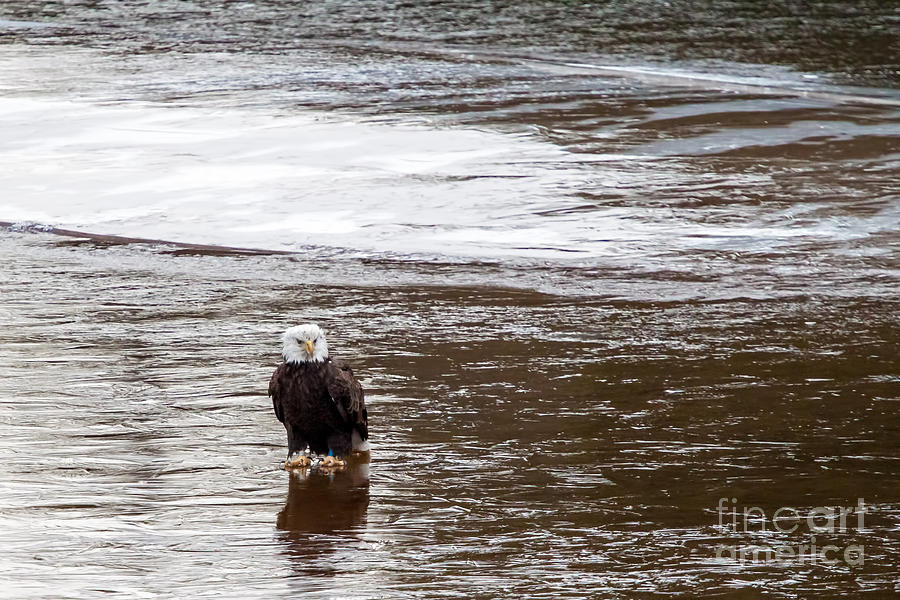 Solitary Eagle Photograph by Eleanor Abramson