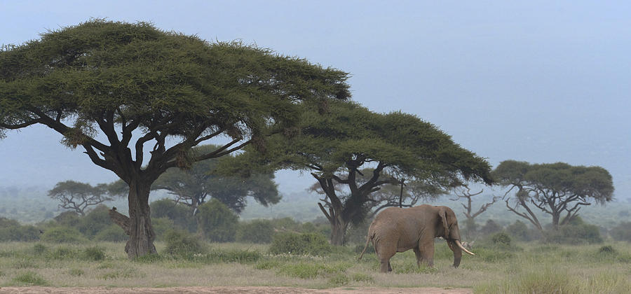 Solitary Elephant Photograph by Claudio Bacinello