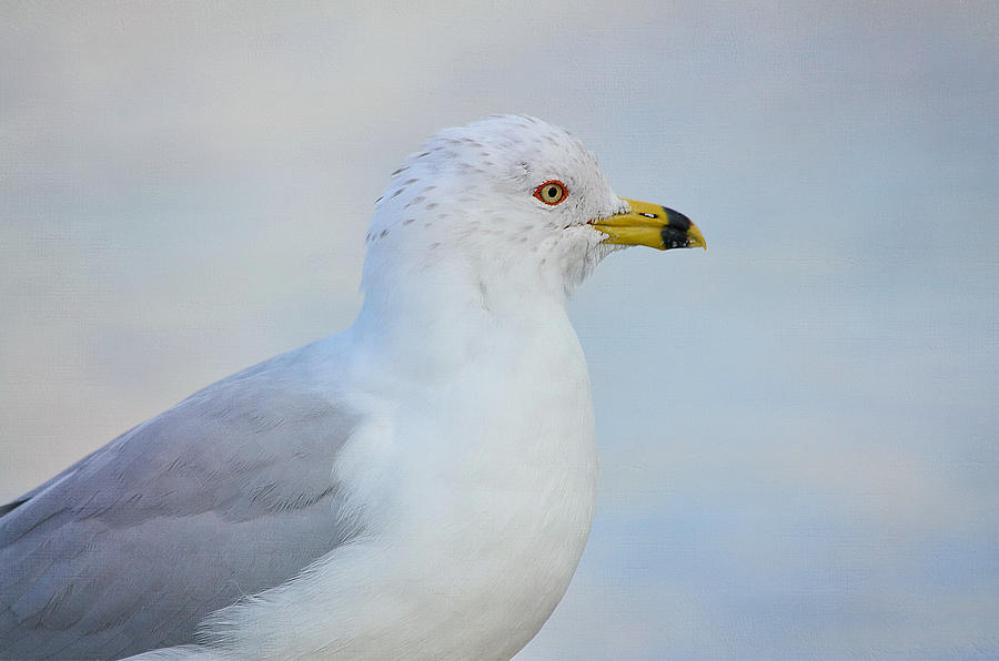 Solitary Gull Photograph by Fraida Gutovich