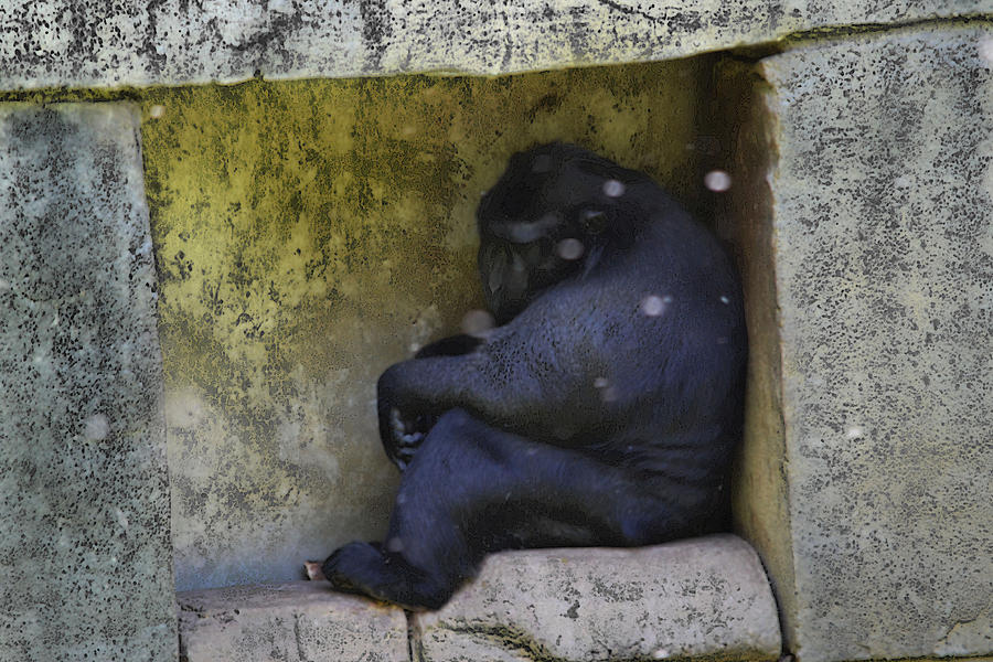 Ape Photograph - Solitary by Joe Bledsoe