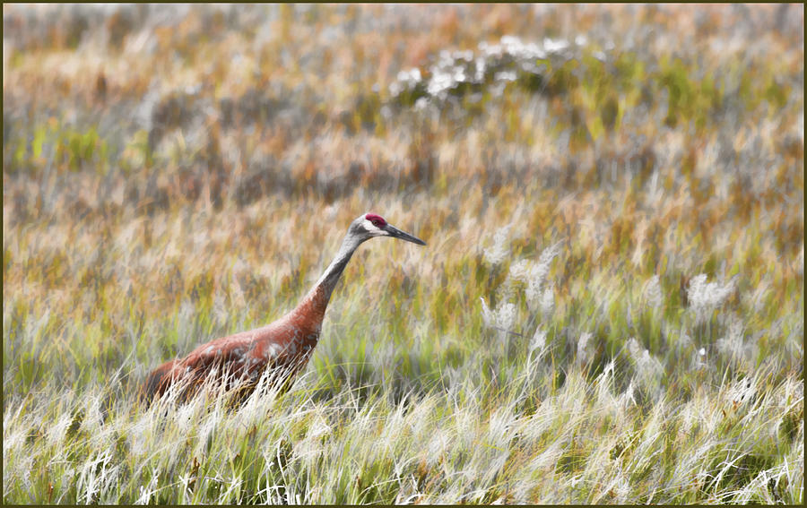 Solitary by Karen Ulvestad Solitary by Karen Ulvestad