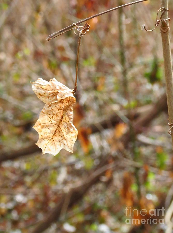 Solitary Leaf Photograph by Anita Adams