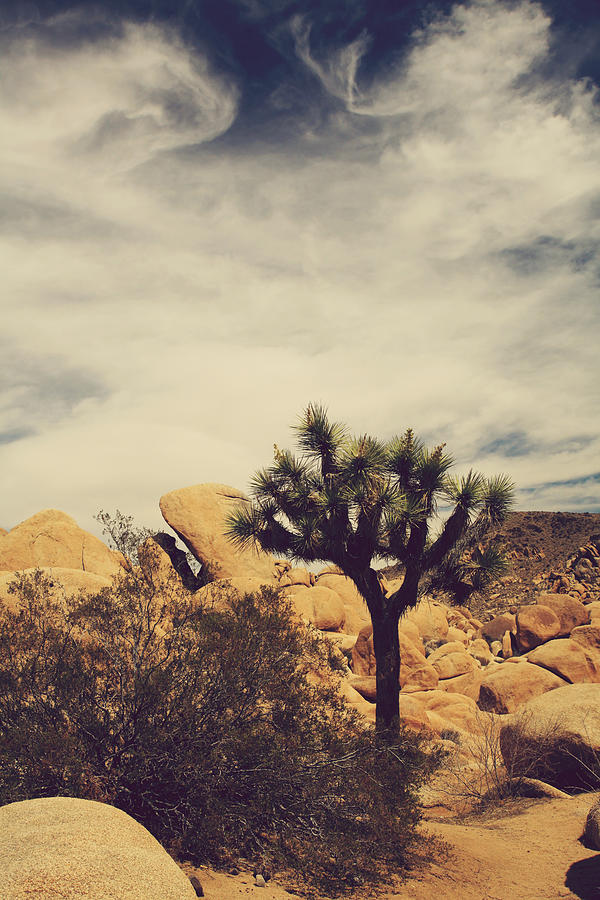Joshua Tree National Park Photograph - Solitary Man by Laurie Search