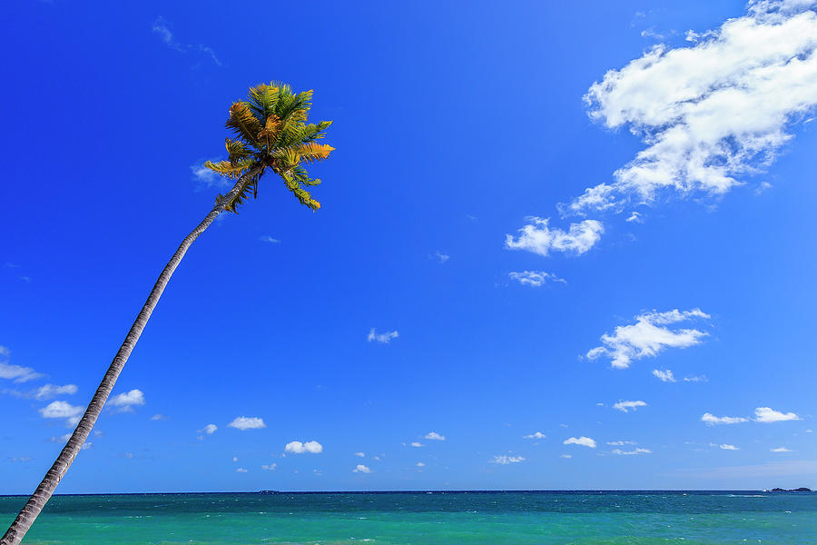 Solitary Palm Tree Photograph by Flavio Vallenari