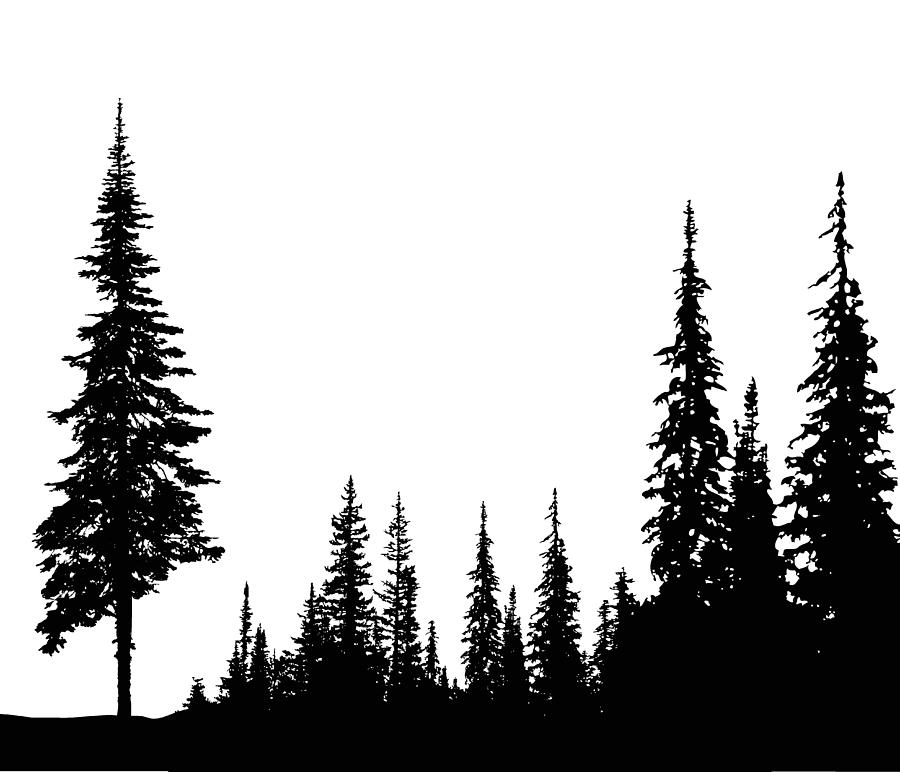 Solitary Pine Drawing by A-Digit