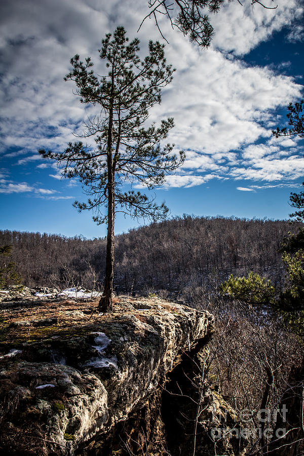Solitary Pine Photograph by Jim McCain