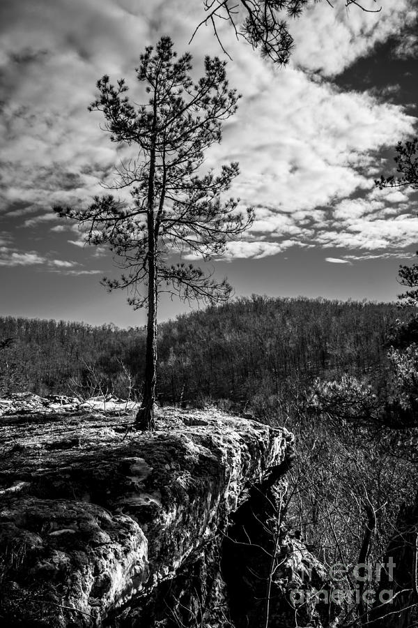 Waterfall Photograph - Solitary Pine Monochrome by Jim McCain