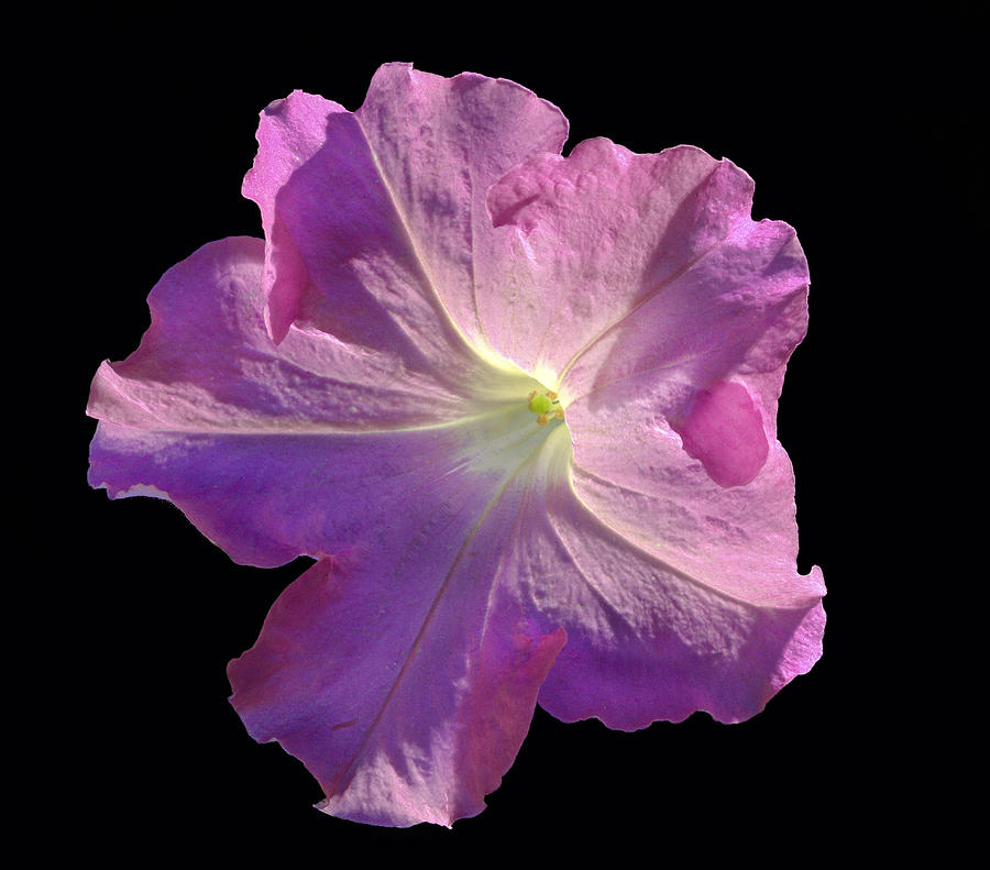 Solitary Pink Petunia Photograph by Jean Noren