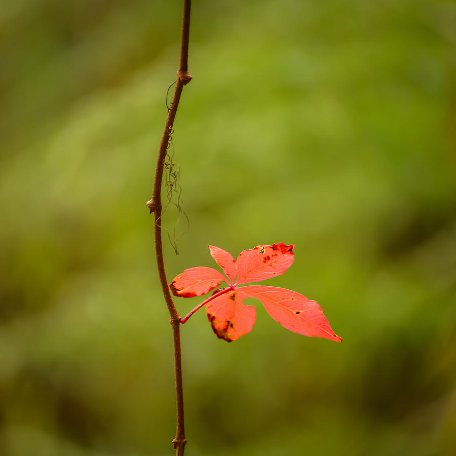 Solitary Red Leaf Photograph by Robert Mitchell