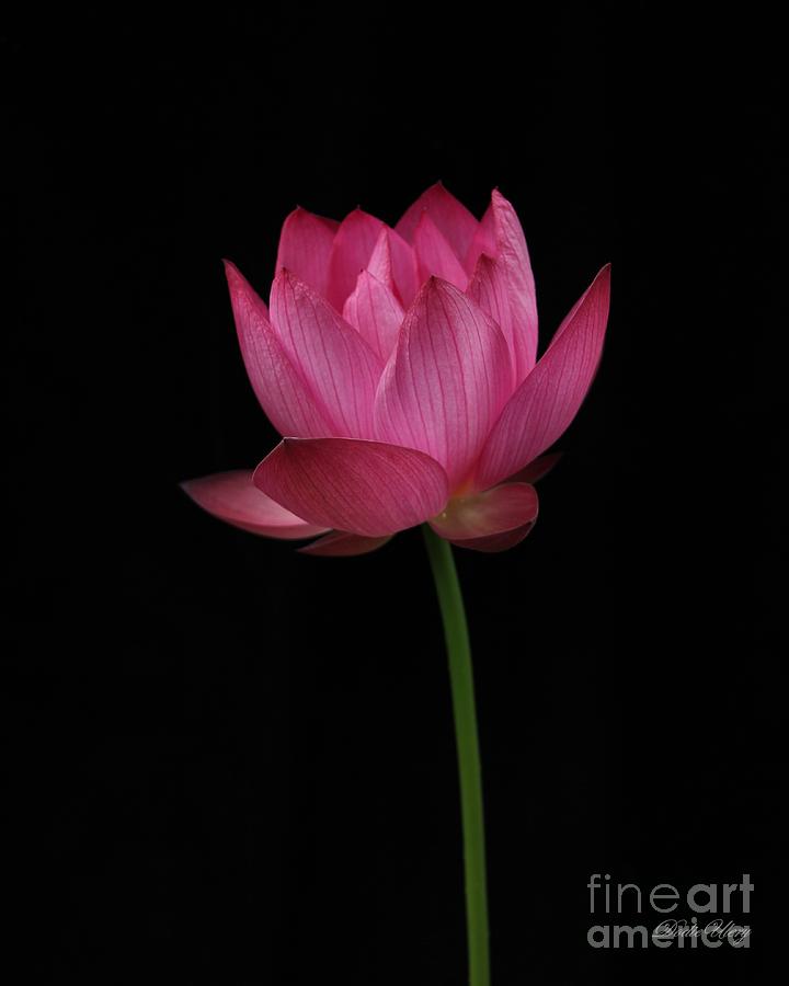  Red Lotus Photograph by Dodie Ulery