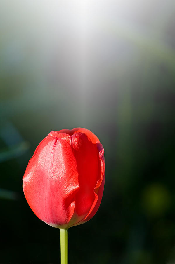 Solitary Red Tulip Photograph by Melinda Fawver