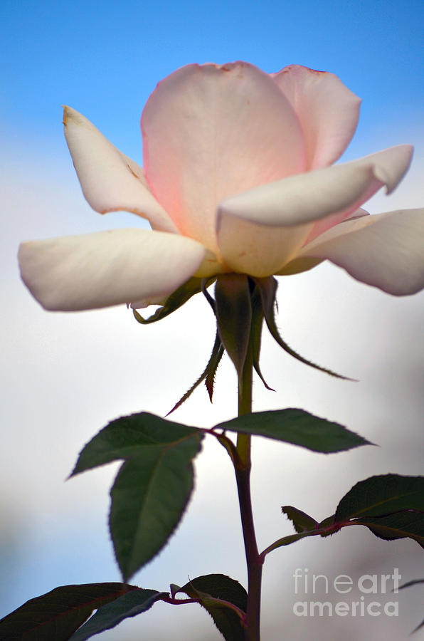 Solitary Rose Photograph by Deb Halloran