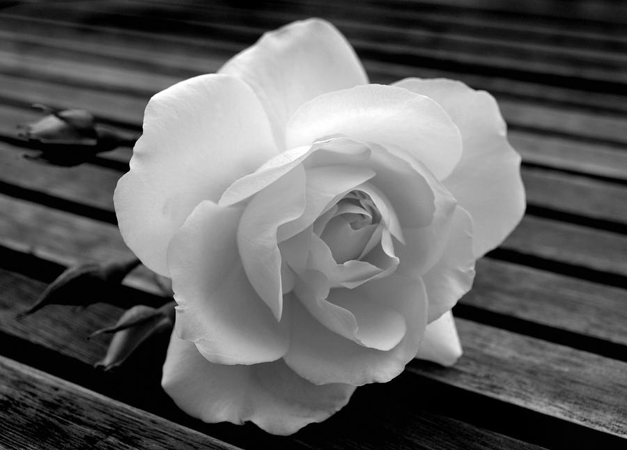 Solitary Rose Photograph by Terence Davis