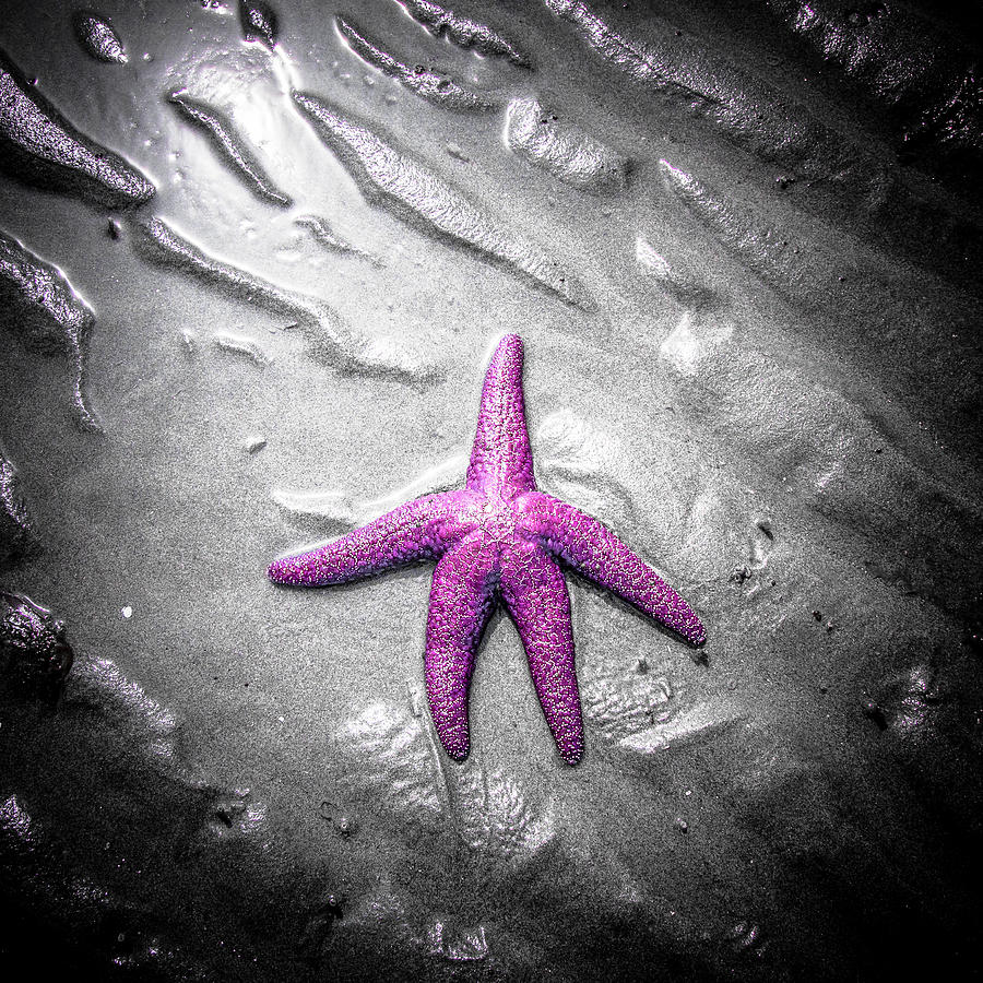 Solitary Starfish Photograph by Roxy Hurtubise
