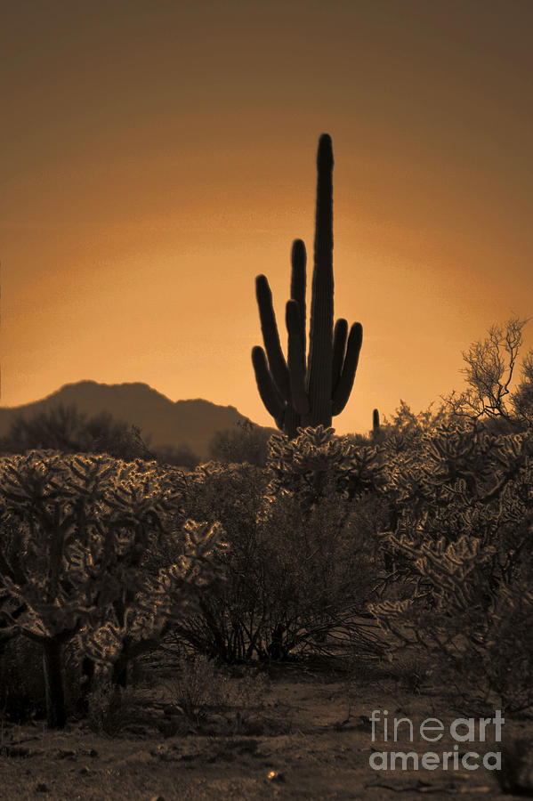 Nature Photograph - Solitary Saguaro by Deb Halloran