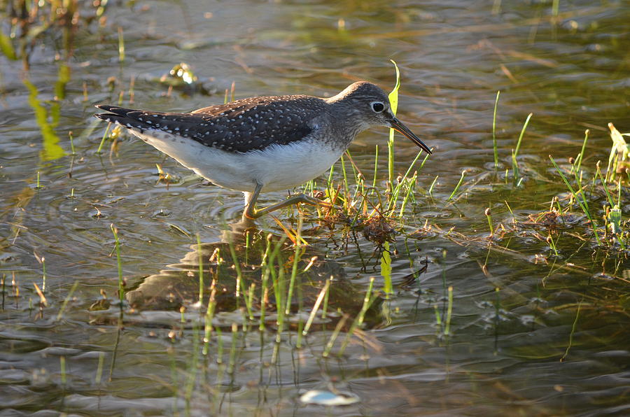 Solitary Sandpiper 2 Photograph by James Petersen