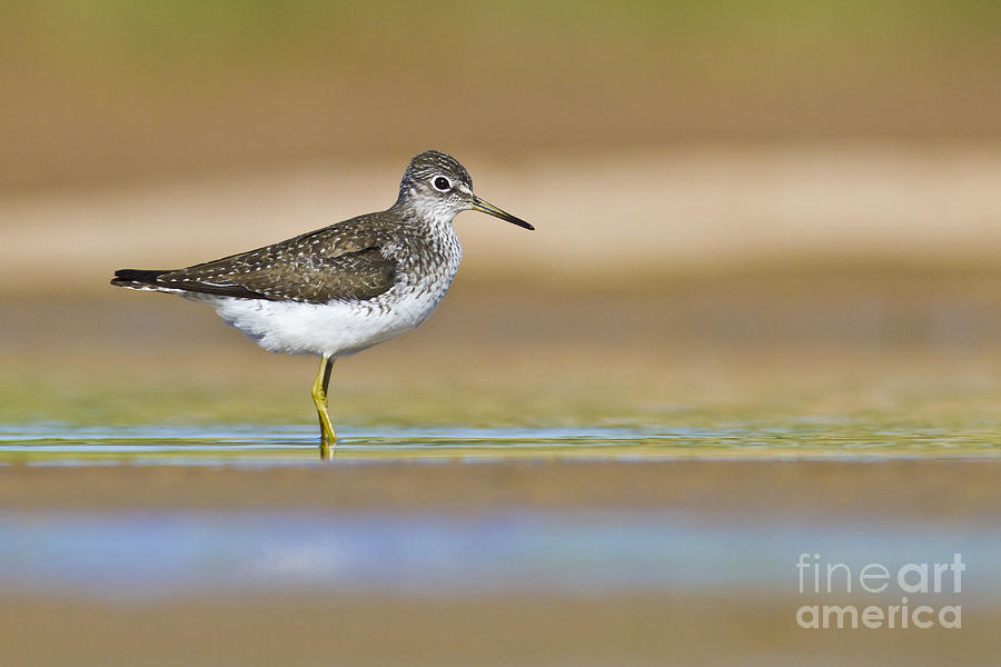 Solitary sandpiper Photograph by Bryan Keil