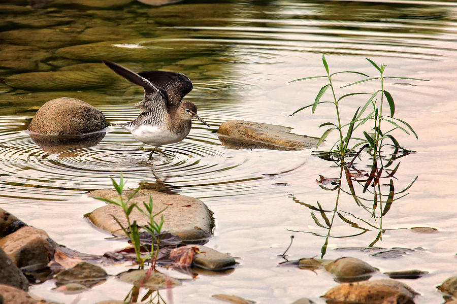 Solitary Sandpiper in Buffalo National River Photograph by Michael Dougherty