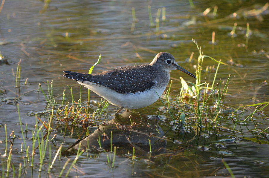 Solitary Sandpiper Photograph by James Petersen