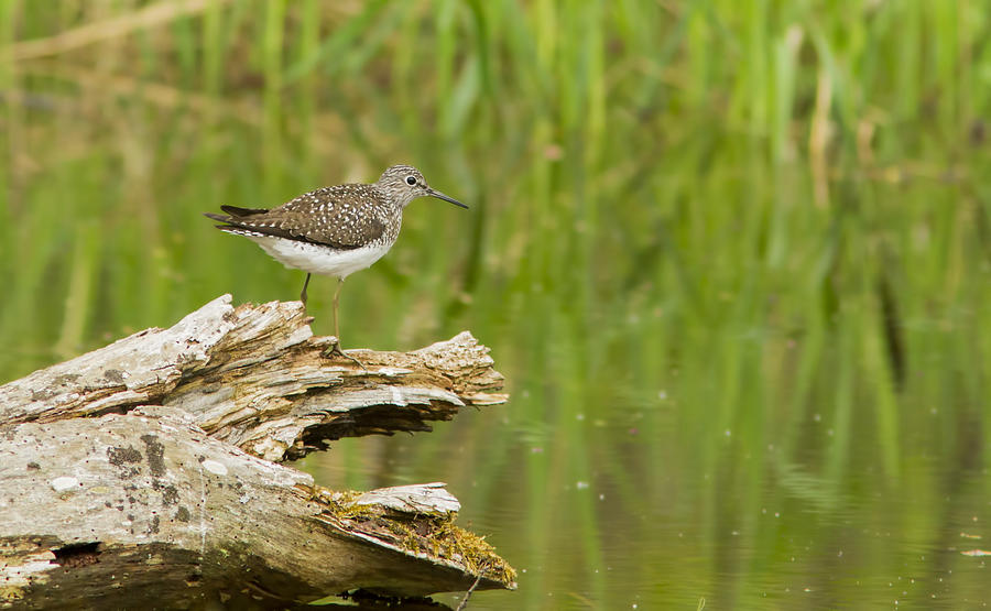 Solitary Sandpiper  Photograph by Mircea Costina Photography