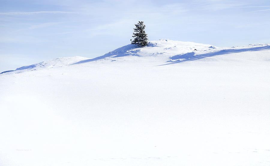 Winter Photograph - Solitary by Theresa Tahara