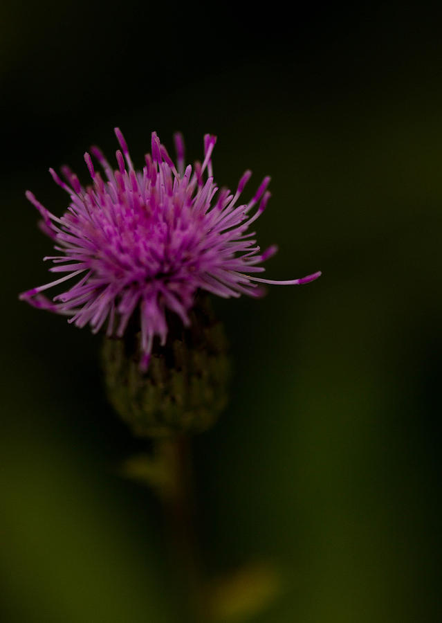 Solitary Thistle Photograph by Haren Images- Kriss Haren