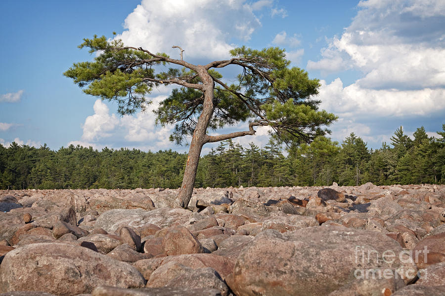 Solitary Tree Amidst Field Of Boulders Photograph by Lone Palm Studio
