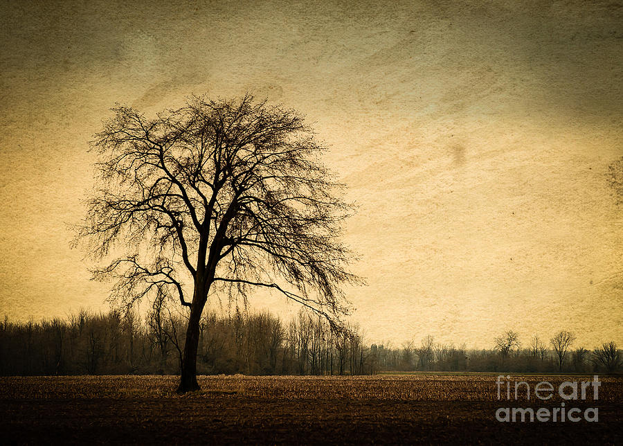 Solitary Tree Photograph by Bianca Nadeau