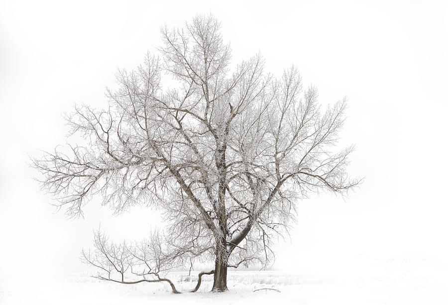 Winter Photograph - Solitary Tree by Dan Jurak