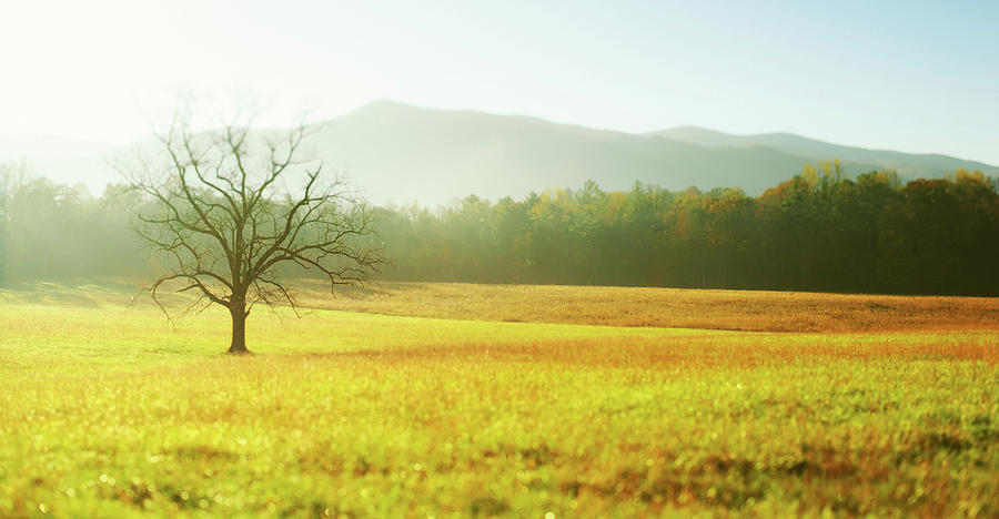 Solitary Tree In The Field, Great Smoky Photograph by Moreiso