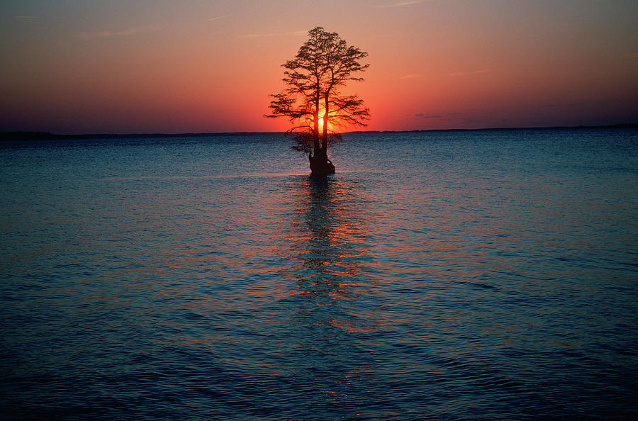 Solitary Tree In The James River Photograph by Panoramic Images