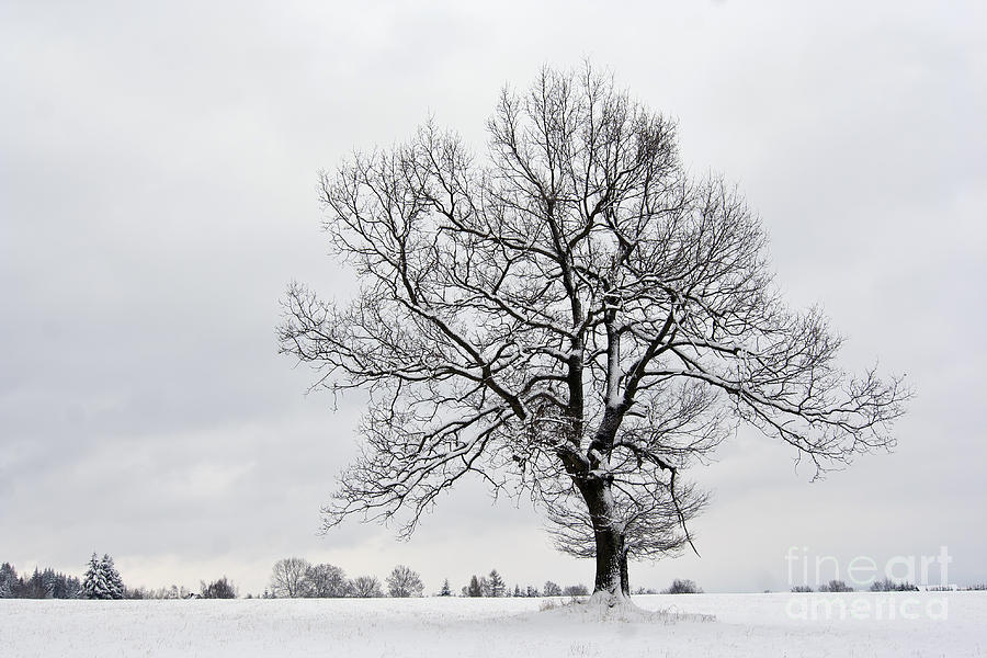 Nature Photograph - Solitary Tree In Winter by Michal Boubin