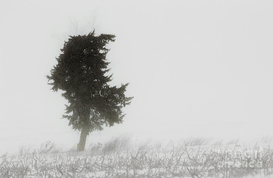 Solitary Tree Photograph by JT Lewis