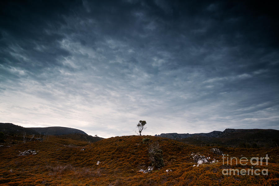 Solitary tree Photograph by Matteo Colombo
