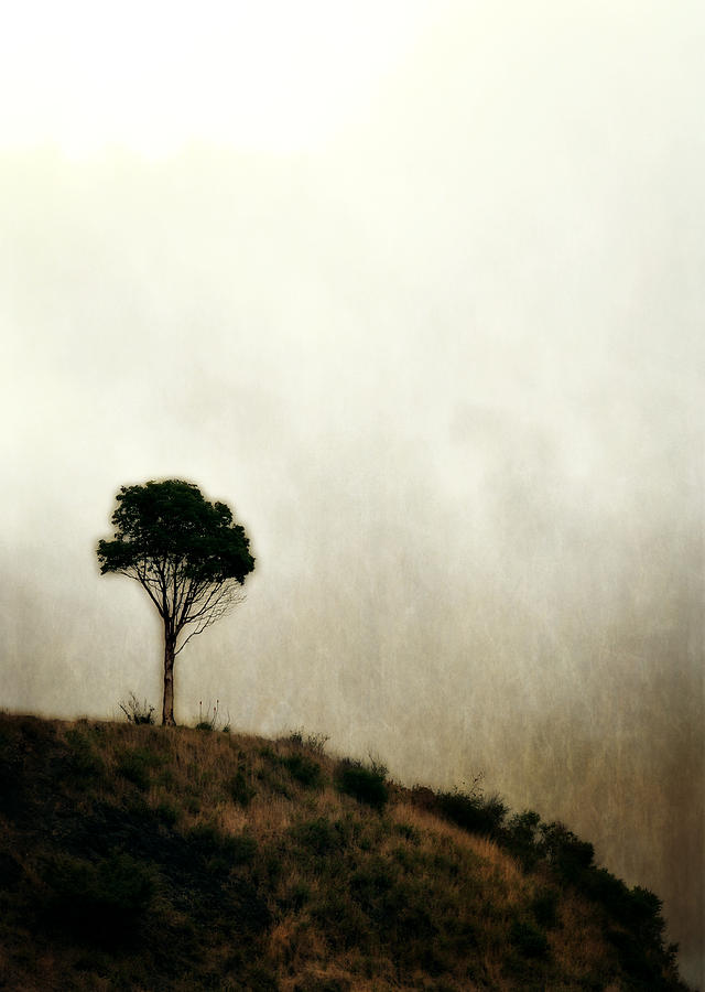 Solitary Tree Photograph by Michelle Calkins