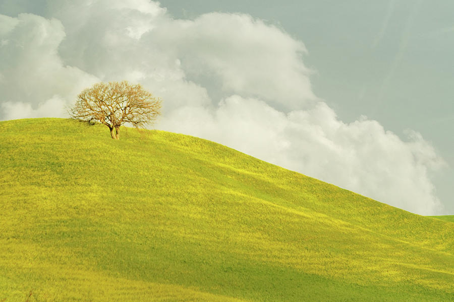 Solitary Tree On Yellow Rapeseed Hill Photograph by Christiana Stawski