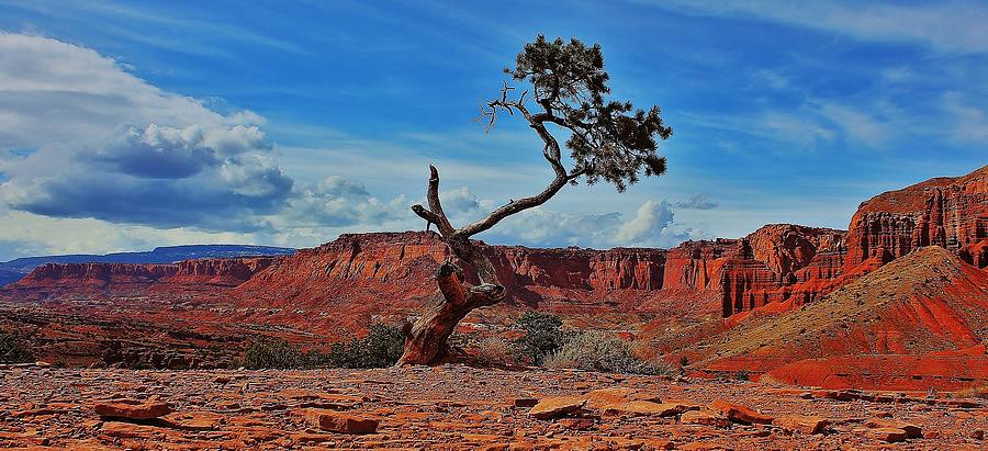 Solitary Tree Panorama Photograph by Benjamin Yeager