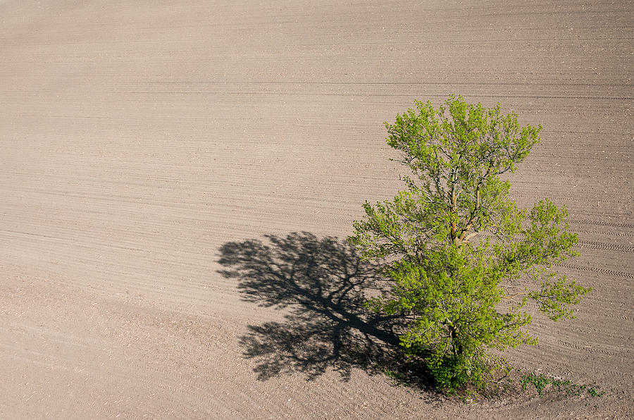 Solitary tree. Richmond Ontario dairy farm. Photograph by Rob Huntley