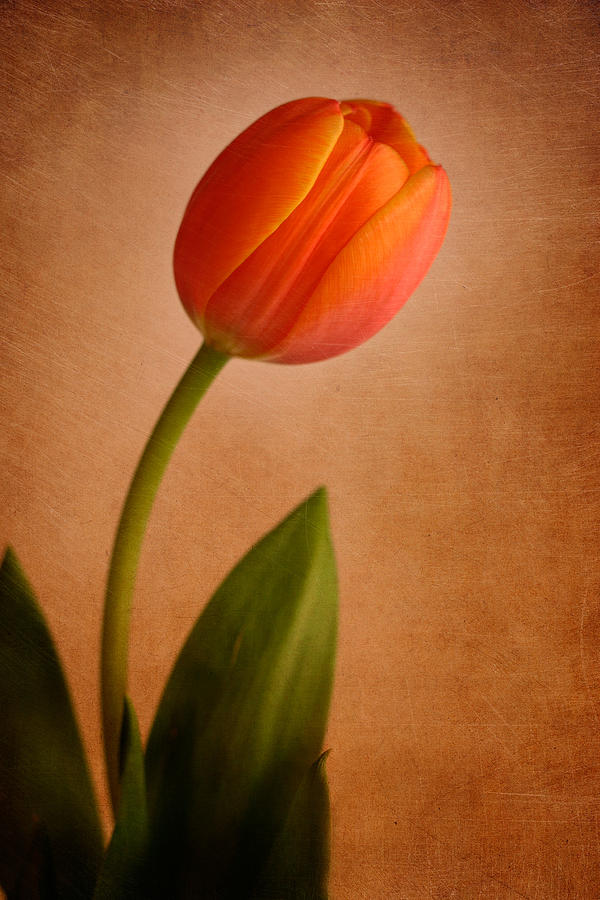 Tulip Photograph - Solitary Tulip by David and Carol Kelly