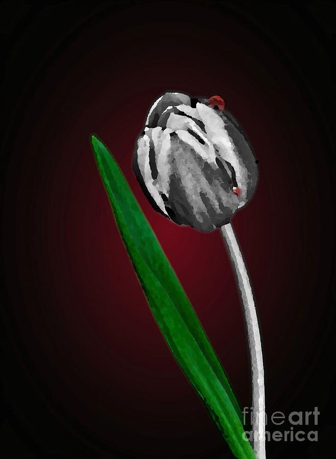 Solitary Tulip Photograph by Shirley Mangini