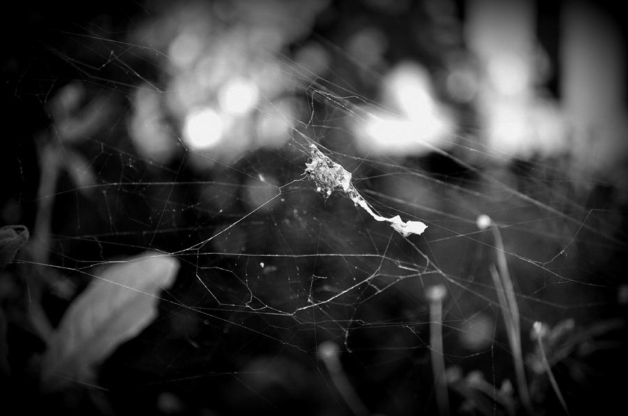 Solitary Web Photograph by Lisa Holland-Gillem