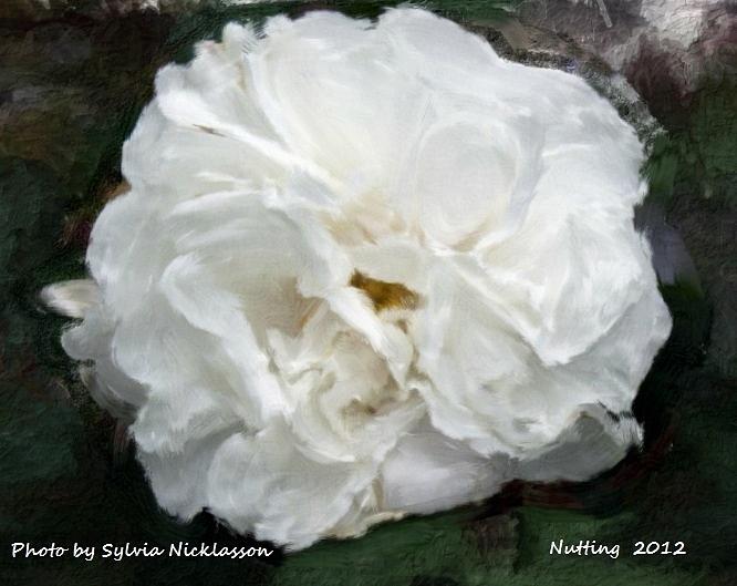 Solitary White Flower Painting by Bruce Nutting