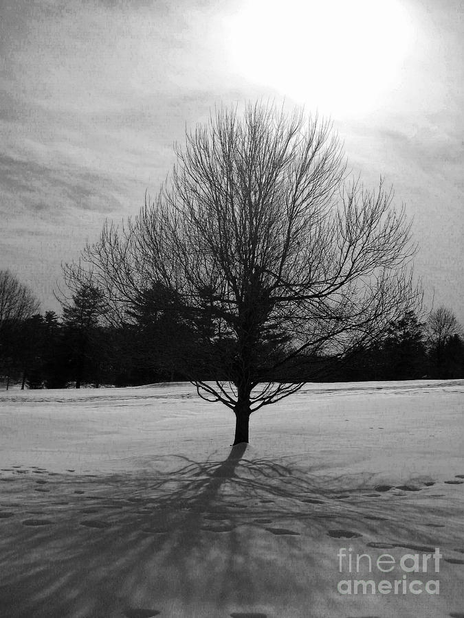 Winter Photograph - Solitary Wintry Tree by Lisa Jones