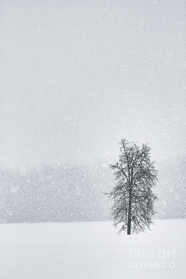 Winter Photograph - Solitude II by Michele Steffey