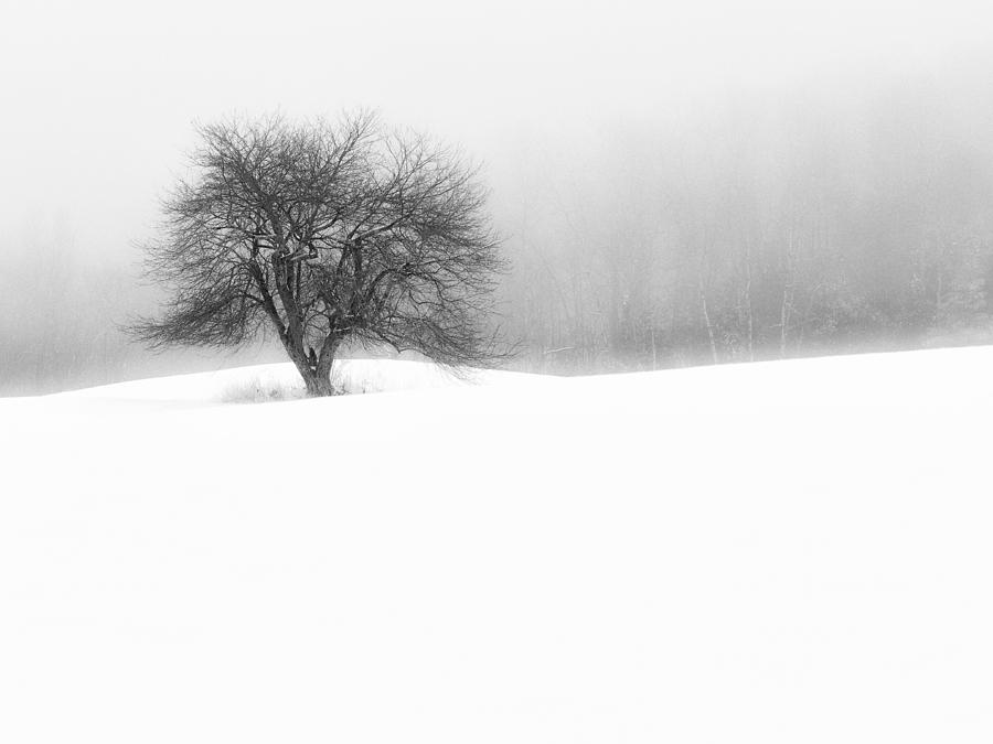 Solitude Photograph by John Vose