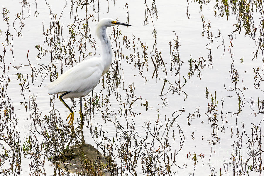Egret Photograph - Solitude by Kate Brown