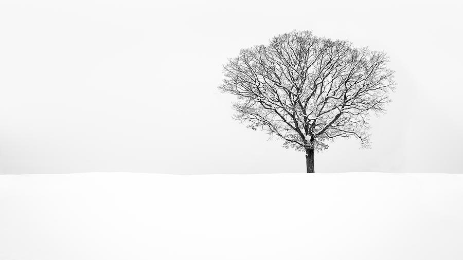 Solitude Photograph by Mihai Andritoiu